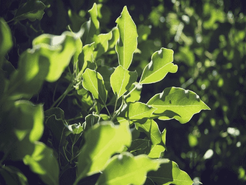 杨女士成功案例
